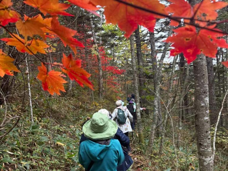 Group of walkers hiking forest trail beneath vibrant red and orange autumn foliage