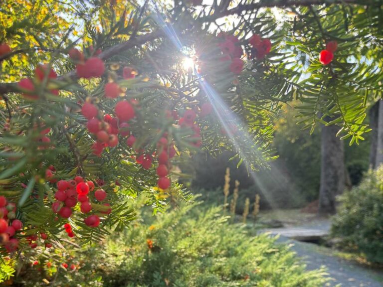 Red berries on evergreen branches along a forest walking path in autumn sunlight
