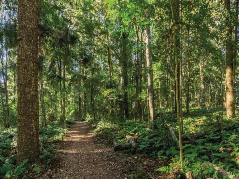 Bunya Mountain Pines courtesy of Tourism and Events Queensland