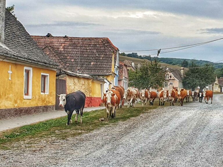Cattle walking through town, Romania
