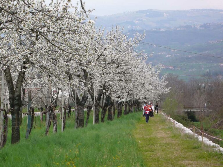 Cherry Orchard in Marostica_credit Visit Marostica.jpg