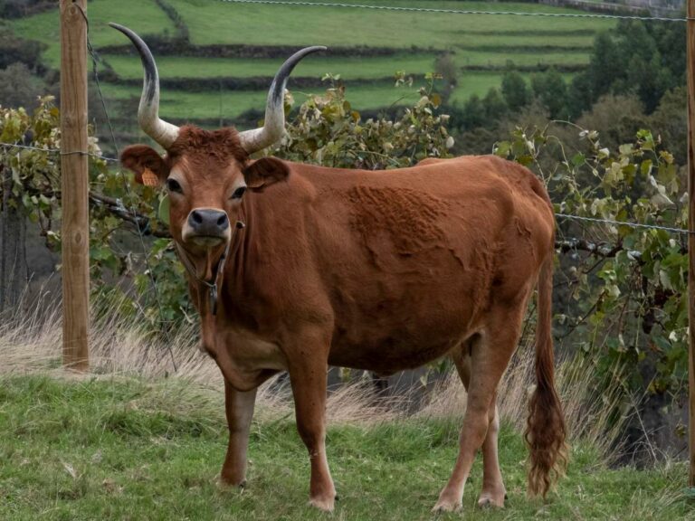 Cow in the field, Portugal