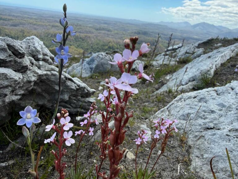 Native wildflowers blooming on rocky ridge overlooking forested valley in Tasmania