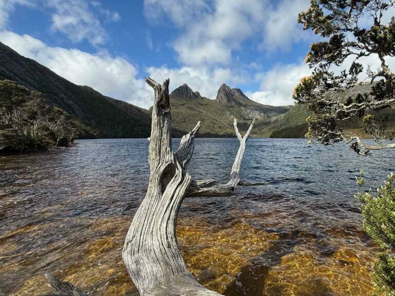 Weathered driftwood in clear lake water with forested mountains and peaks under blue sky, Tasmania