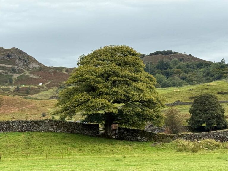 Views of a gap in a stone wall where a tree stands, with the rugged countryside in the background.