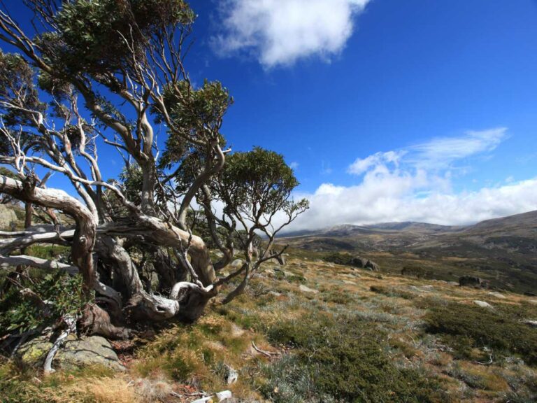 Charlotte Pass views