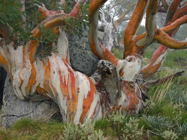 Snowy Gum Charlotte Pass