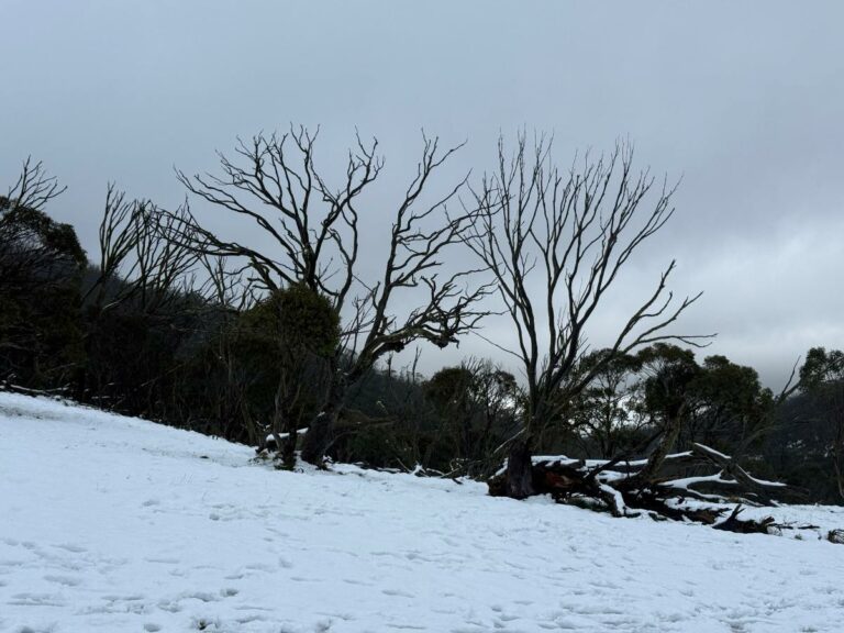 Early snow deadhorse gap near Kosiosco NSW