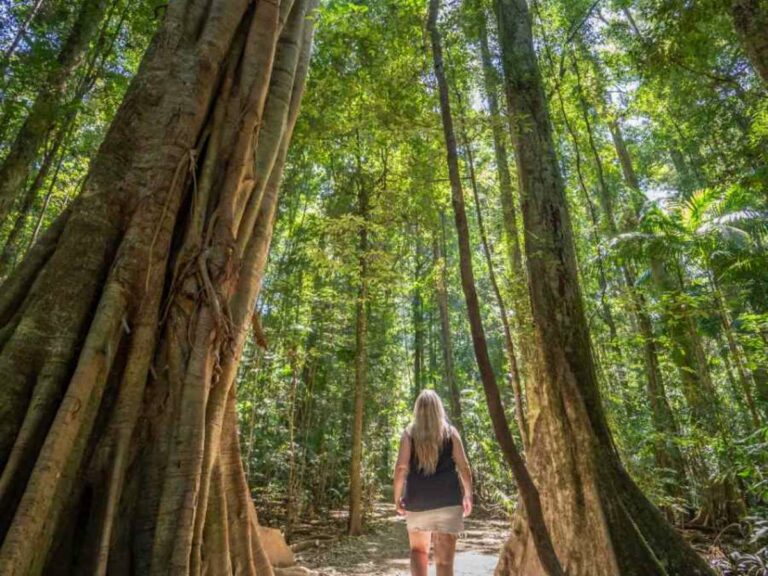 Day 11. Mary Cairncross Scenic Reserve credit Tourism & Events Qld 1200×900