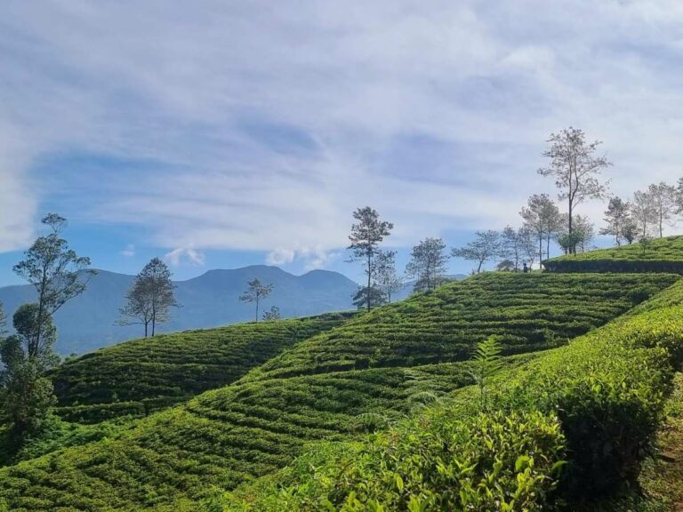 Views of the walking trails through the green tea estates.