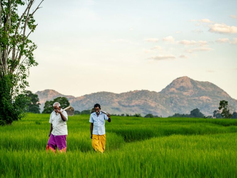 Two men walk back through the paddy fieds after a days work as the sun sets.