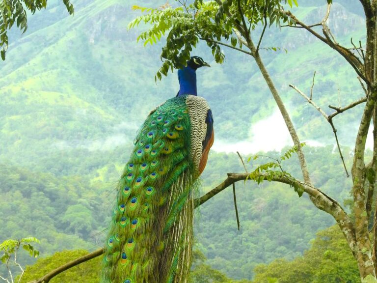 Beautiful peacock sits on a branch look out over the mountain views in the distance.