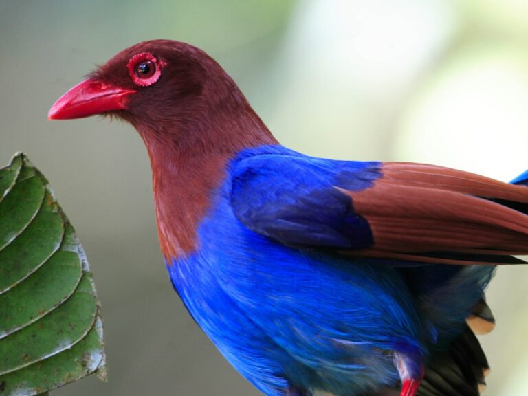 Colourful red and blue bird sits on branch.