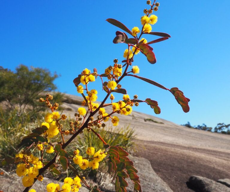Bald Rock wildflowers, Girraween NP