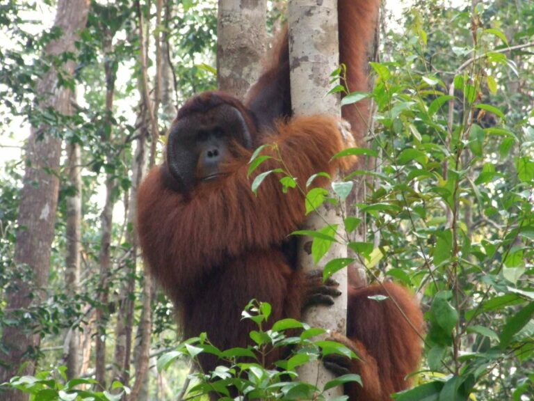 Alpha male Orangutan – Kalmantan, Borneo