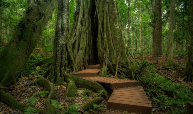 Large tree with walking track going through it.