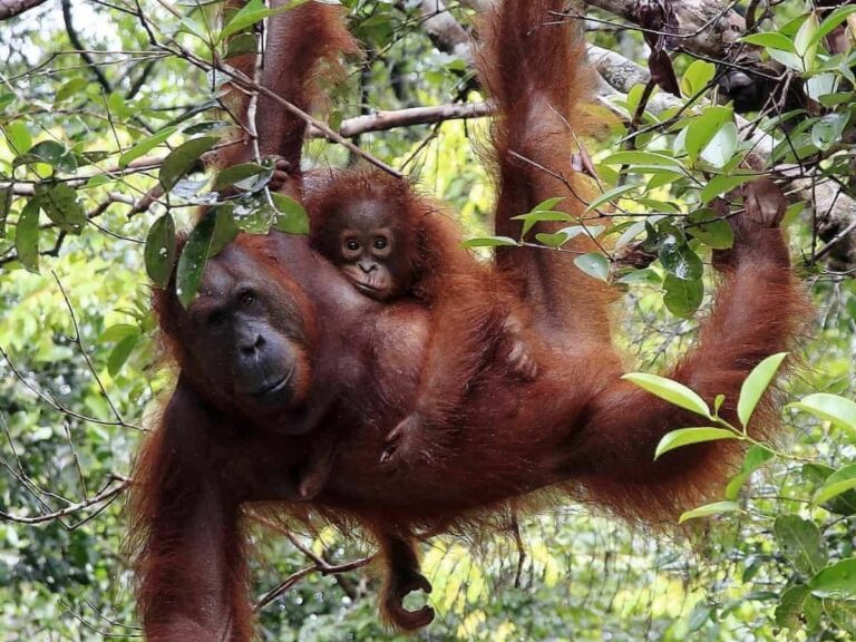 Orangutans, Kalimantan, Borneo