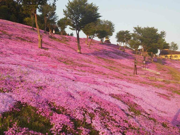 Day 2. Pink moss phlox Spring