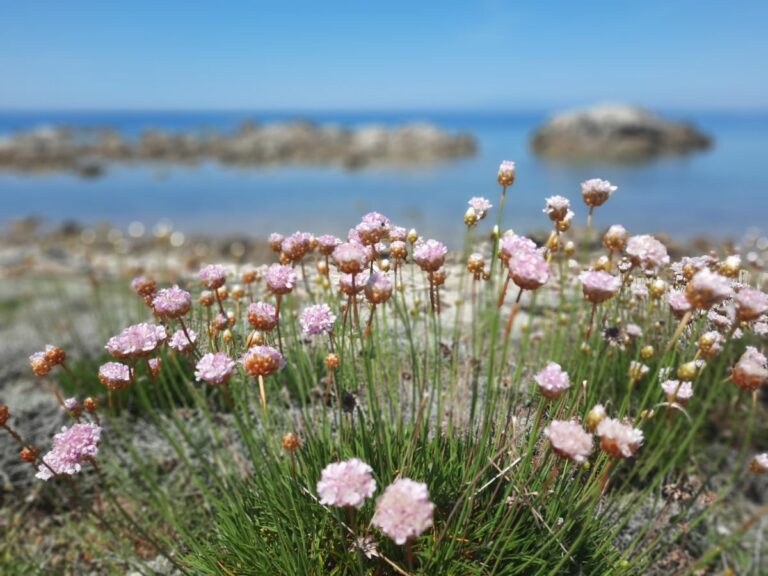 Sardinia wildflowers