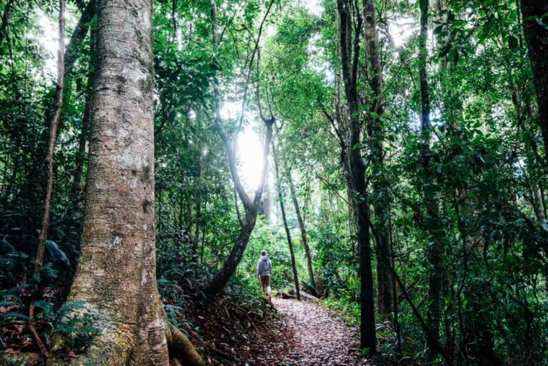 Walking in the Bunya Mountains NP courtesy of Tourism and Events Queensland & Matthew Taylor