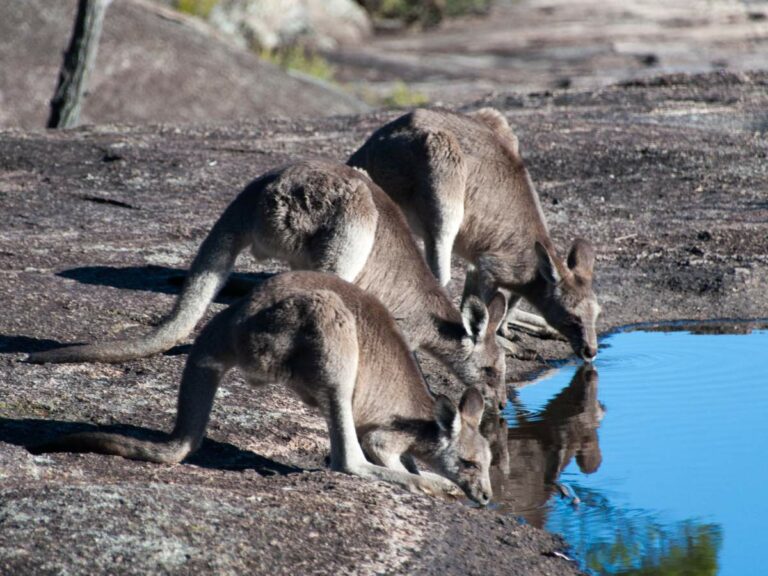 Day 2. Wildlife Girraween NP, QLD