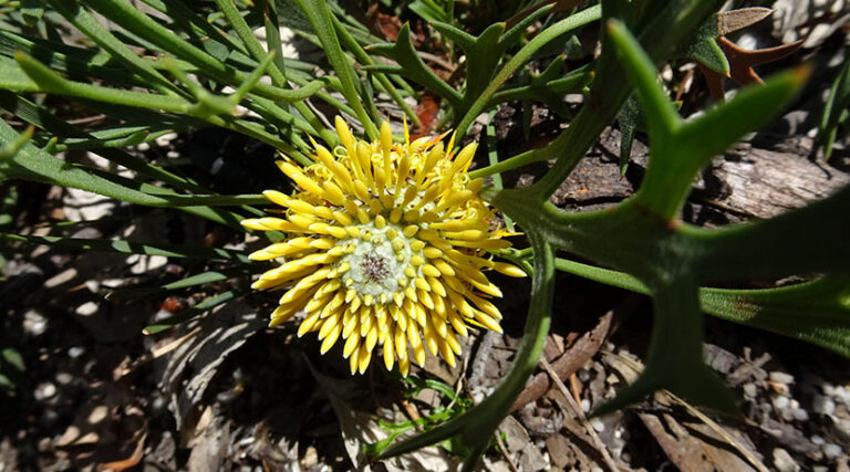 Girraween Wildflowers
