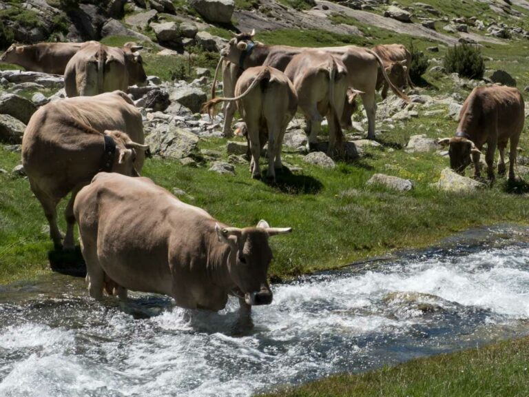 Cows crossing Mountain stream, Aigues Tortes
