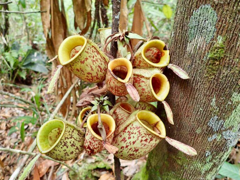 Flowers, Kalimantan, Borneo