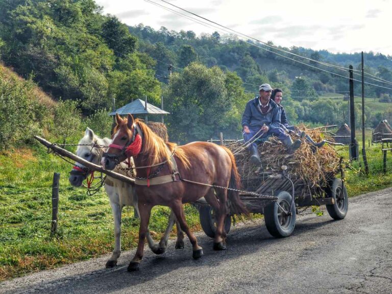 Horse drawn cart, Maramures, Romania