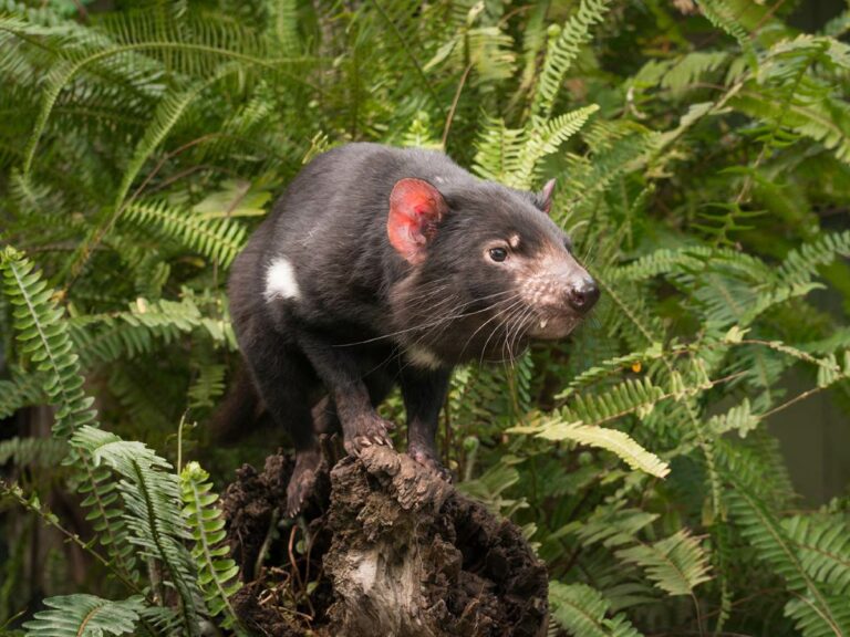 Mole Creek exploration, Tasmanian Devil