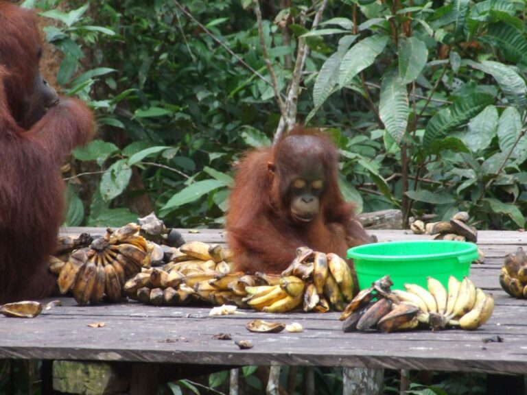 Orangutan baby feeding – Kalmantan, Borneo