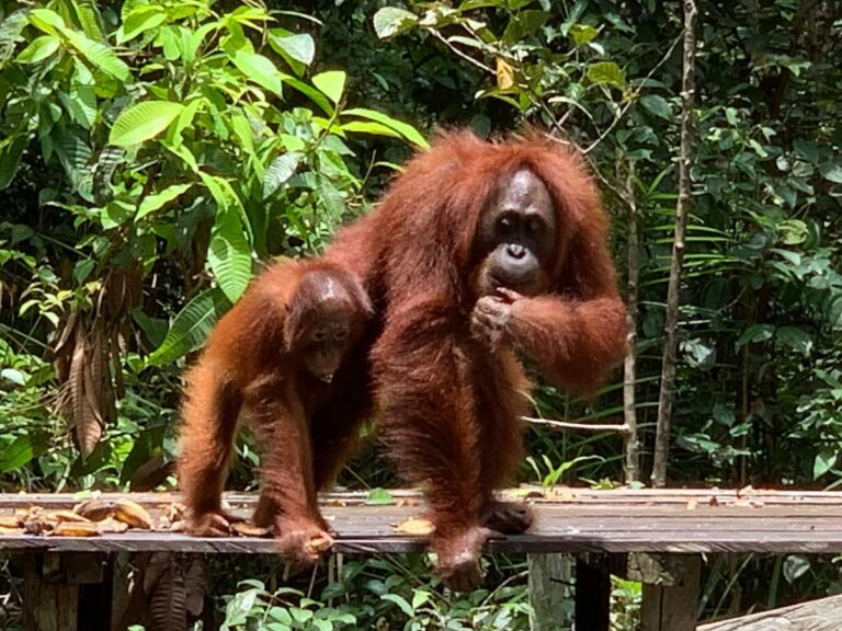 Orangutan on feeding platform, Kalimantan, Boreo