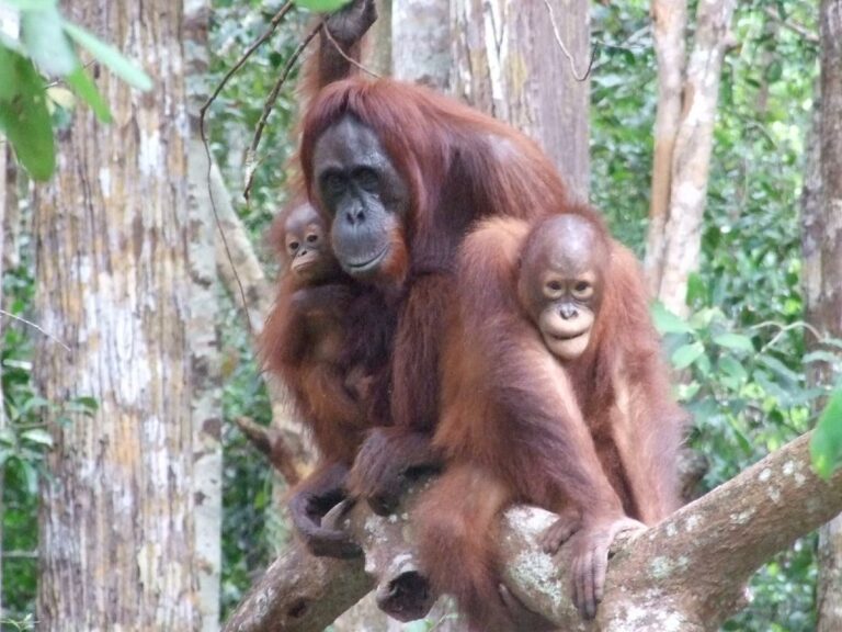 Day 3. Orangutans group of 3 – Kalmantan, Borneo