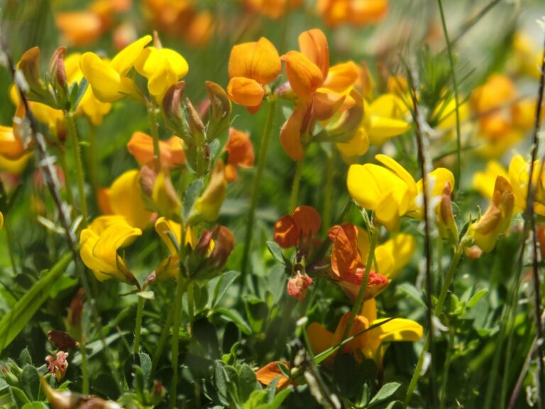 Wildflowers, Aigues Tortes & Ventosa, Spain