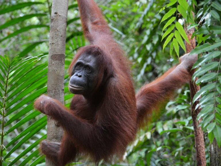 Orangutan hanging from tree branch in lush rainforest canopy during nature tour