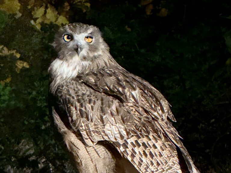 Blakiston’s Fish Owl, Yoroushi Onsen, Hokkaido