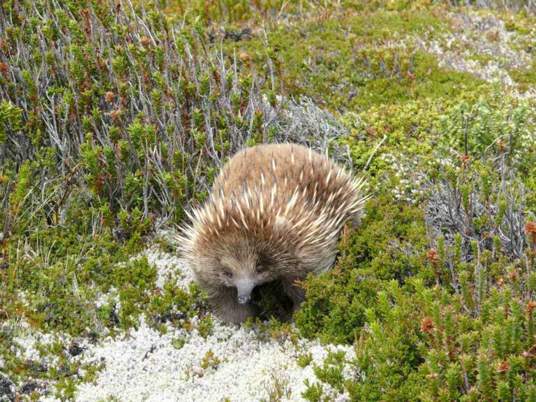 Echidna Cradle Mountain