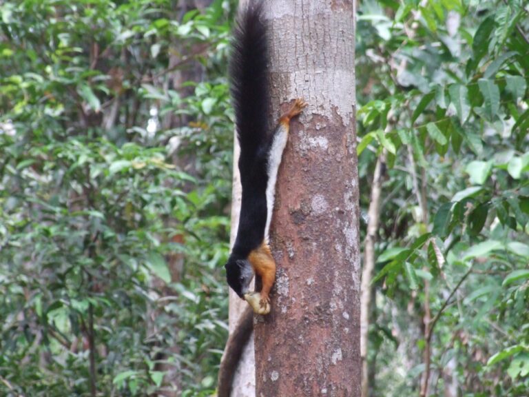 Giant squirrel, Borneo