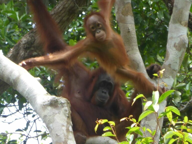 Orangutans swinging, Kalimantan, Borneo