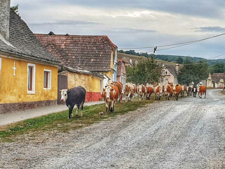 Viscri, cow herd, Romania