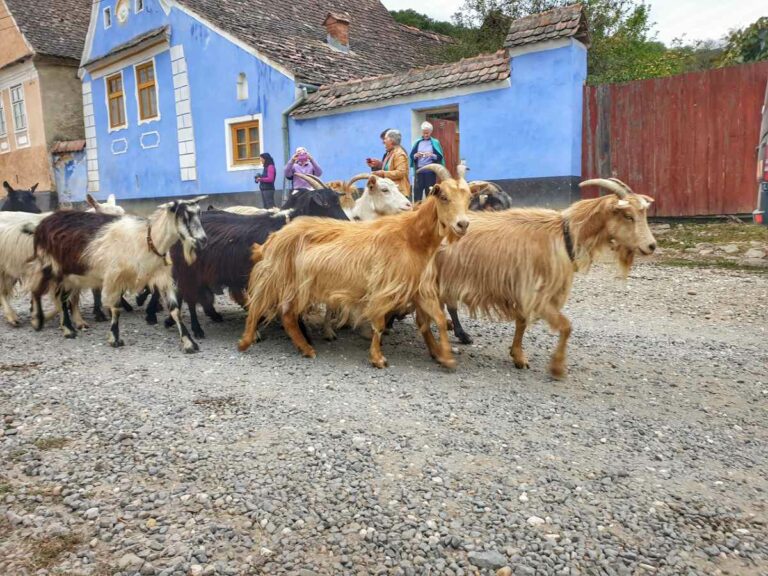 Viscri goat drawn cart, Romania