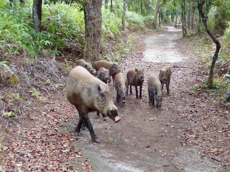 Wild pigs – Kalmantan, Borneo