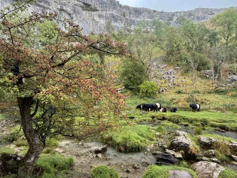 Cliffs in the background and a creek running through the valley floor.
