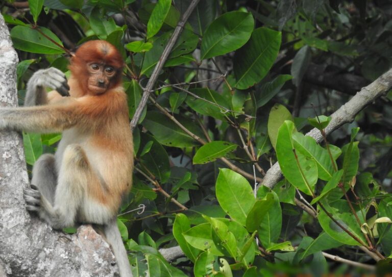 Day 5. Monkey – Kalmantan, Borneo