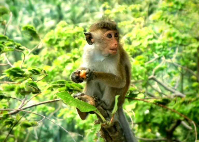 Monkey sits eating food with green trees in background.