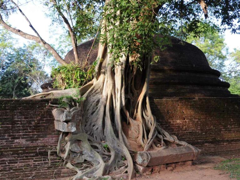 Trees many roots shown growing around ruins at historical site.