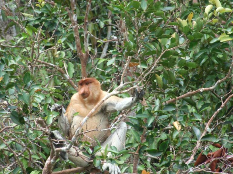Day 5. Probiscus monkey – Kalmantan, Borneo