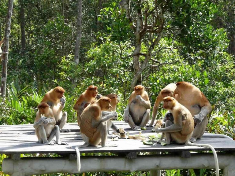 Probiscus monkeys on feeding platform, Kalimantan, Borneo