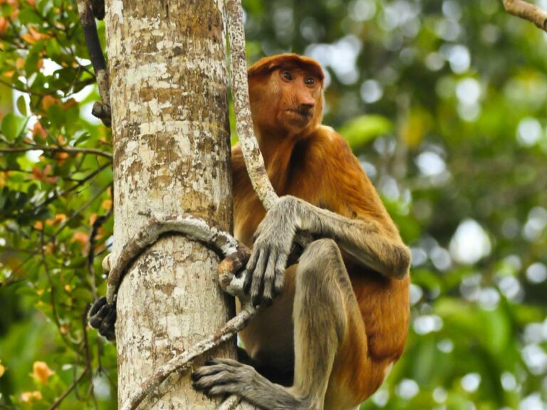 Proboscis Monkey – Kloto – Kalmantan, Borneo
