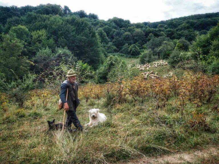 Shephard on Malancrav walk, Romania